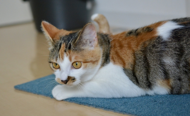 賃貸物件でペットを飼う際の対策と注意点