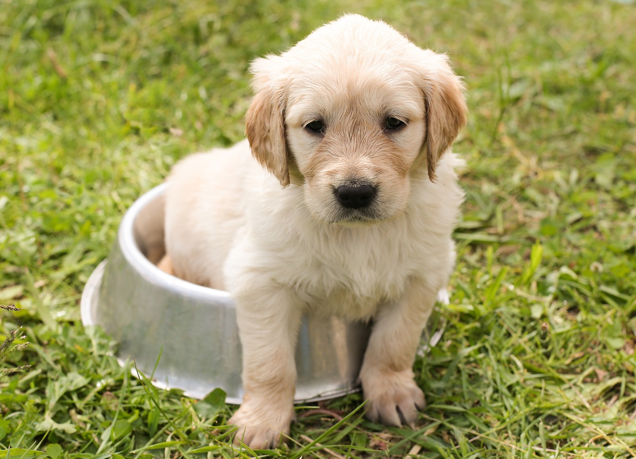 犬 トイレ 場所