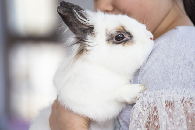 うさぎ 一人暮らし