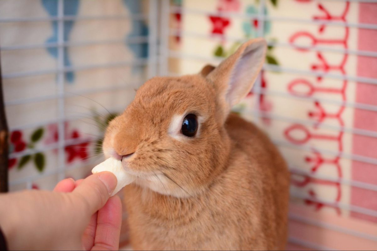 うさぎ 一人暮らし