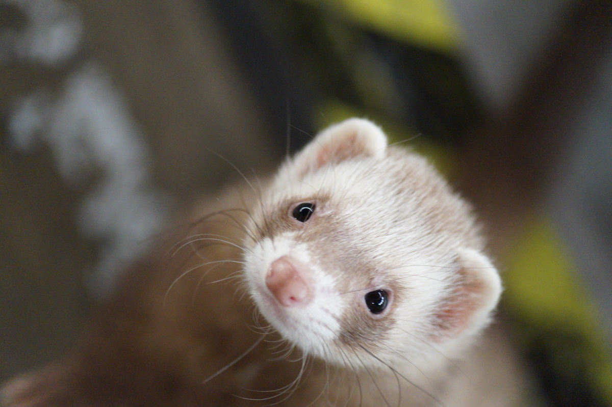 フェレット 飼い方 一人暮らし