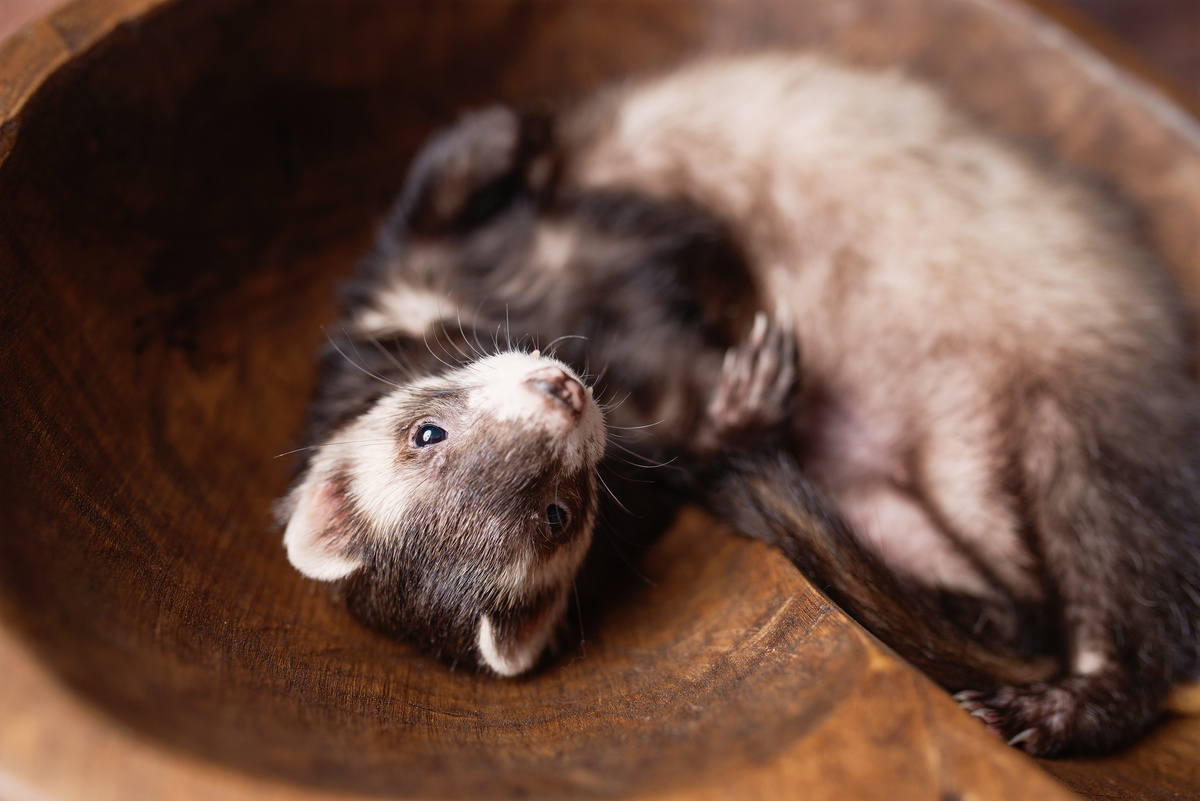 フェレット 飼い方 一人暮らし