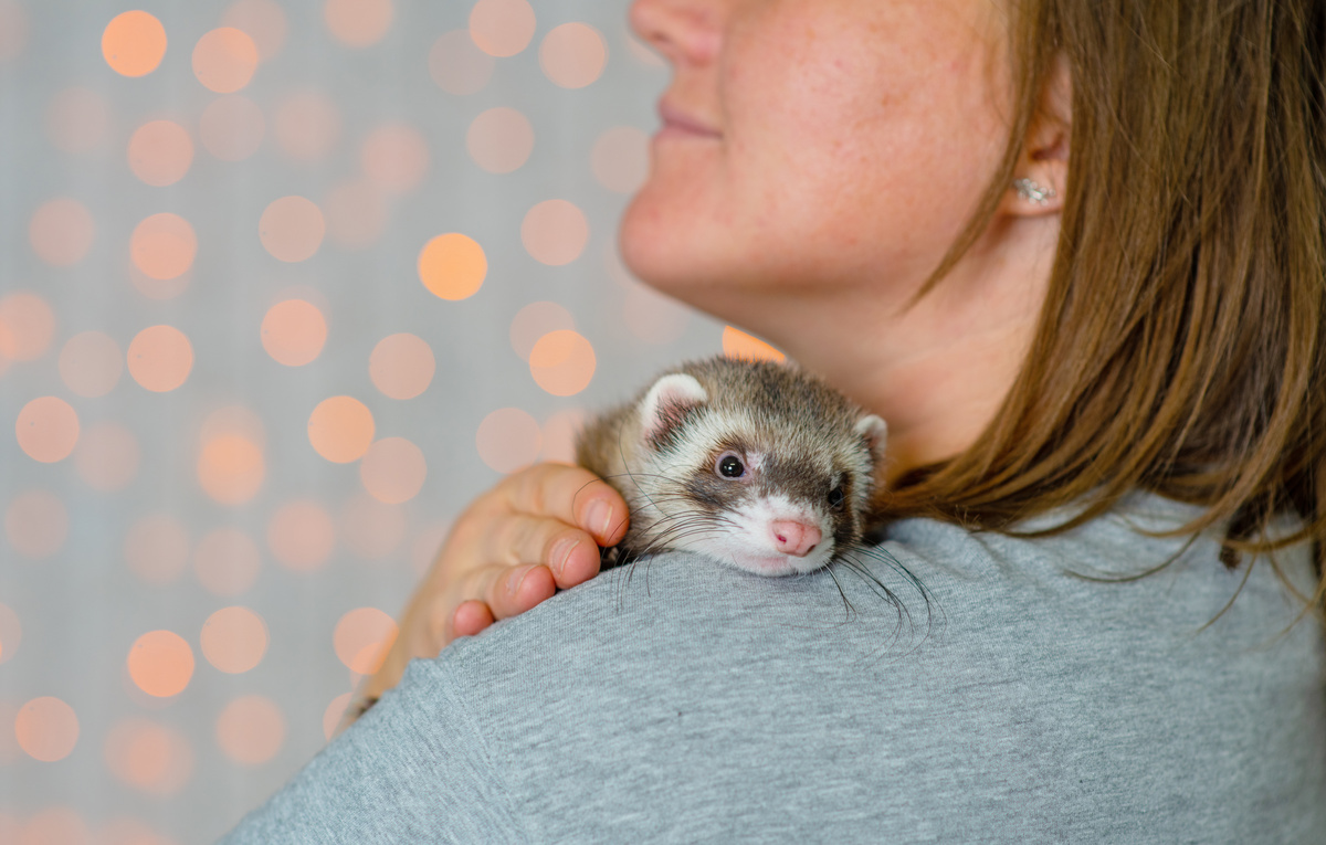 フェレット 飼い方 一人暮らし