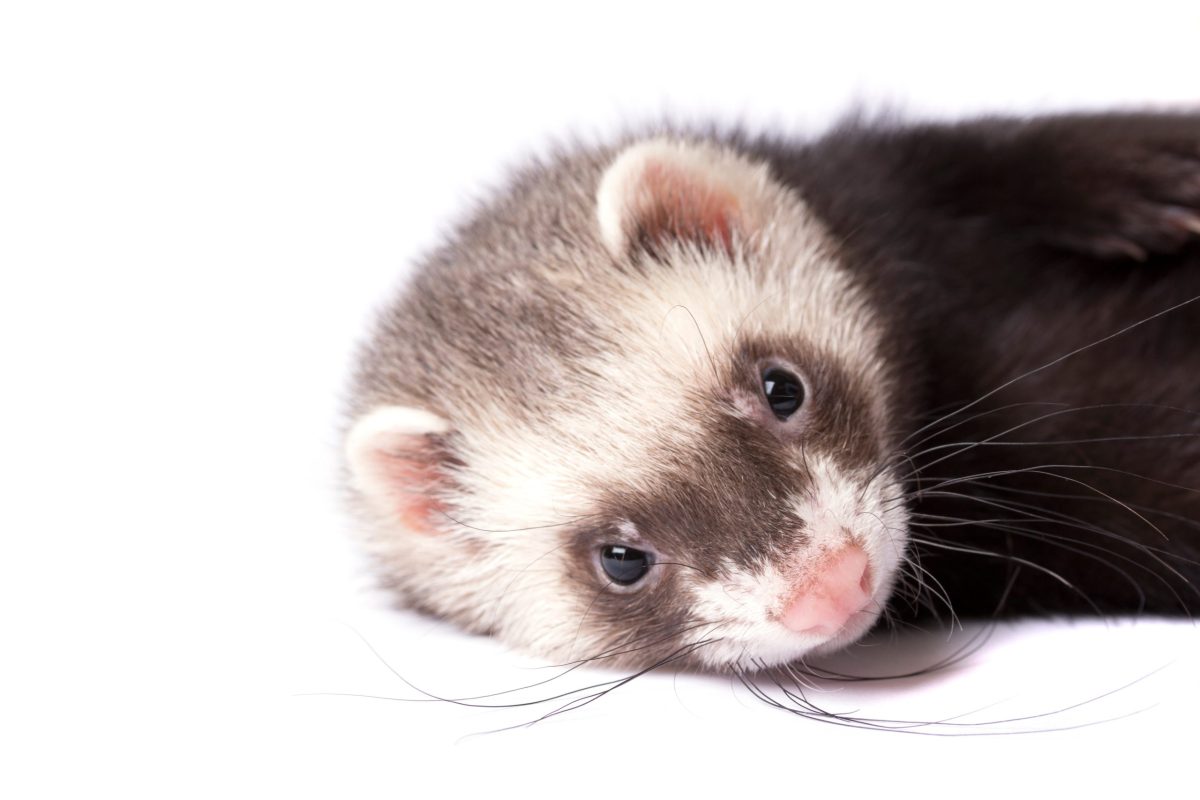 フェレット 飼い方 一人暮らし