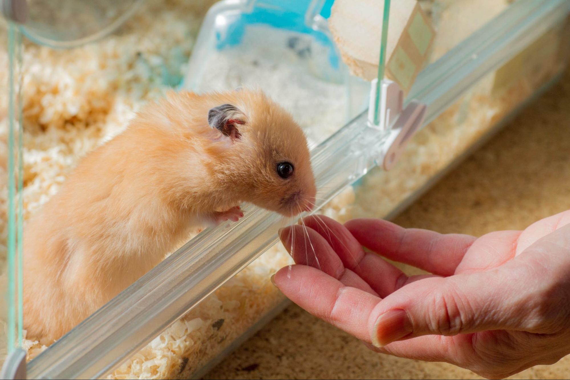 ハムスター 飼い方