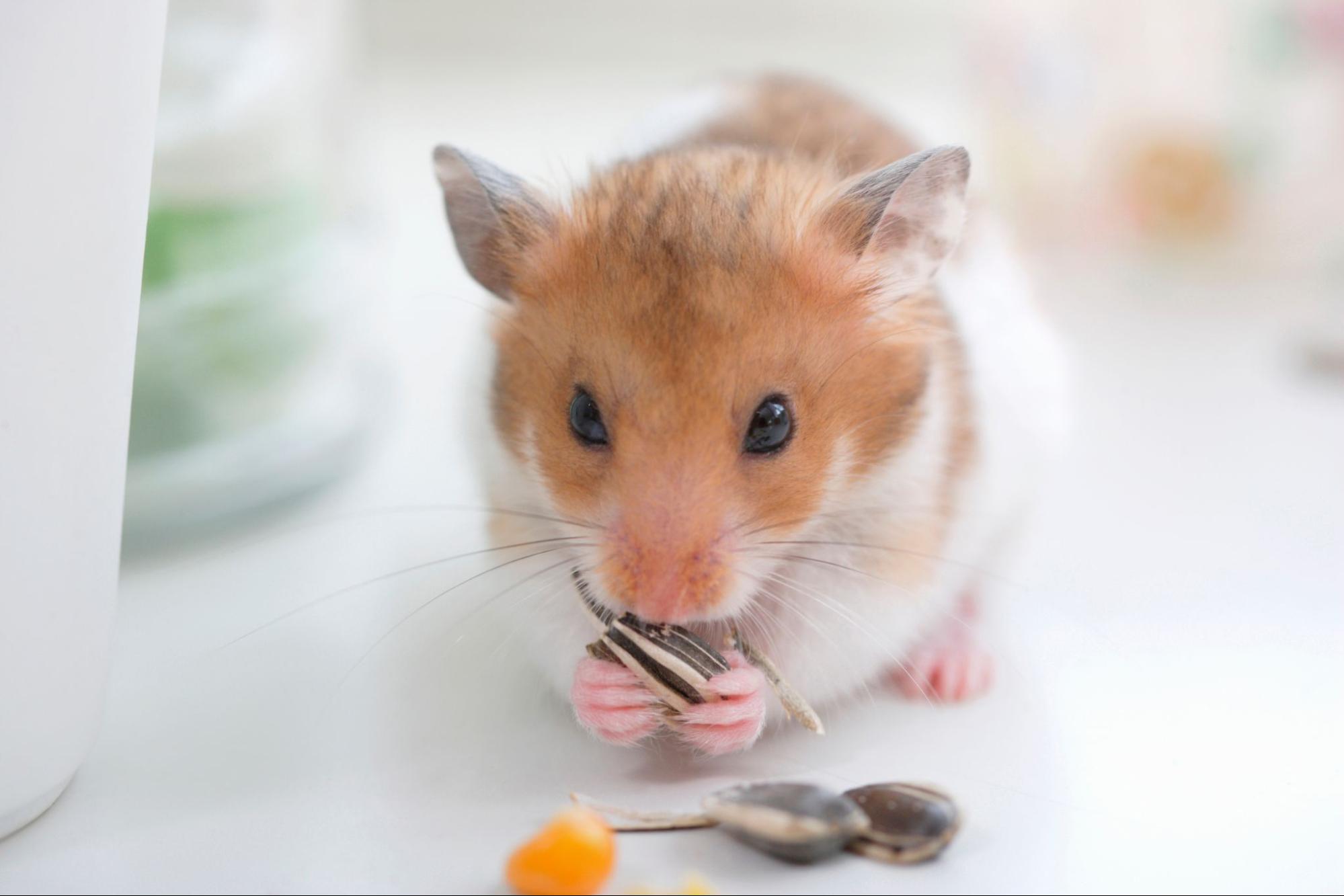 ハムスター 飼い方