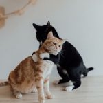 賃貸物件でこっそり猫を飼ってもバレない？