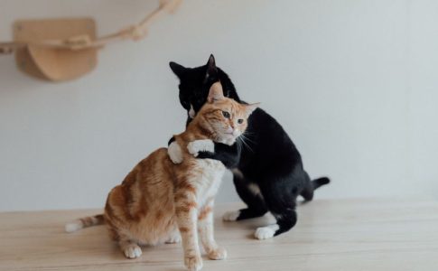 賃貸物件でこっそり猫を飼ってもバレない？