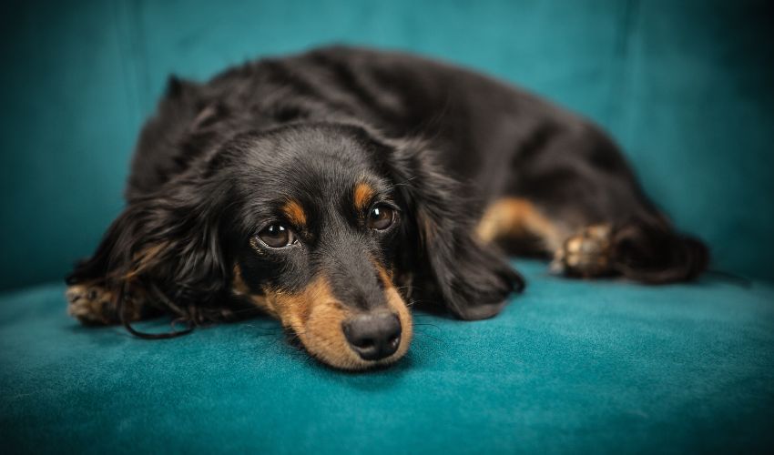 一人暮らしでも飼育しやすい犬種の特徴