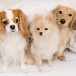 一人暮らしでも飼いやすい犬種8選