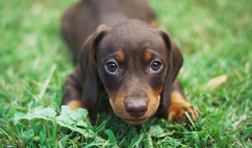 ペット可賃貸物件はなぜ小型犬のみ可が多い？