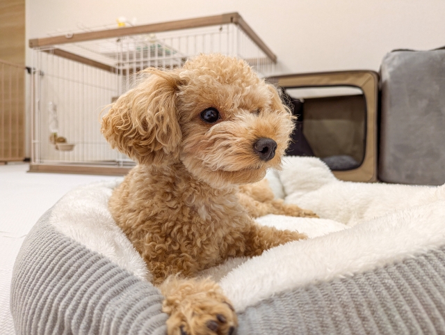 マンションで飼いやすいペット7選